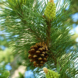 Pinus sylvestris - Seeds