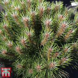 Pinus nigra 'Marie Bregéon' (Standard)