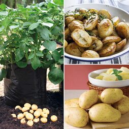 Potato Growers Collection