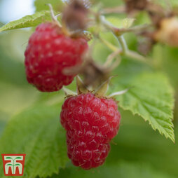 Raspberry 'Cascade Delight' (Summer fruiting)