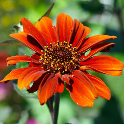 Heliopsis helianthoides 'Red Shades'