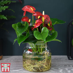 Anthurium Aqua Red in Sierglass (House Plant)