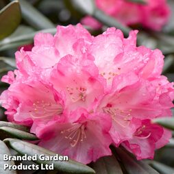 Rhododendron 'Hachmann's Polaris'