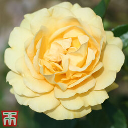 Rose 'Absolutely Fabulous' (Floribunda Rose)