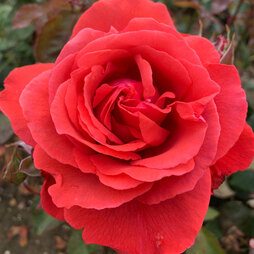 Rose 'Fragrant Cloud' (Hybrid Tea Rose)
