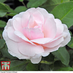 Rose 'Many Happy Returns' (Floribunda Rose)