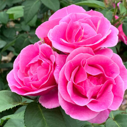 Rose 'Lucky' (Floribunda Rose)