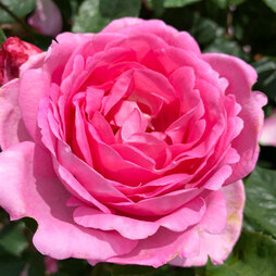 Rose 'Mum in a Million' (Hybrid Tea Rose)
