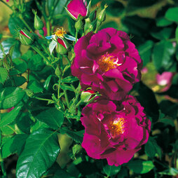 Rose 'Rhapsody in Blue' (Floribunda Rose)