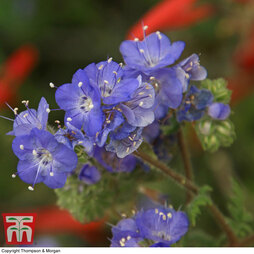 Phacelia parryii 'Royal Admiral' - Seeds