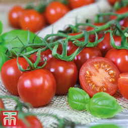 Tomato 'Rubylicious' - Seeds