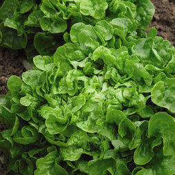 Organic Lettuce 'Red & Green Salad Bowl Mixed' (Loose-Leaf) - Seeds
