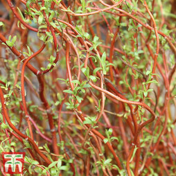 Salix x sepulcralis 'Erythroflexuosa'