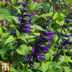 Salvia 'Purple and Bloom'