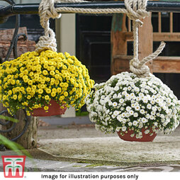 Chrysanthemum 'Skyfall' Collection Pre-Planted Baskets