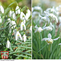 Snowdrops in the green