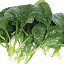 Spinach 'Helios' F1 Hybrid - Seeds