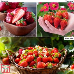 Strawberry Patio Perfect Collection