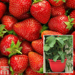 Strawberry 'Elsanta' (pre-planted baskets)
