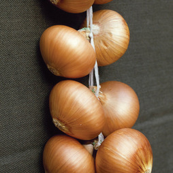 Onion 'Stuttgarter Giant' (Spring Planting)