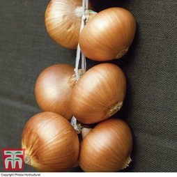 Onion 'Stuttgarter Giant' (Spring Planting)