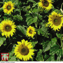 Sunflower 'Topolino' - Seed