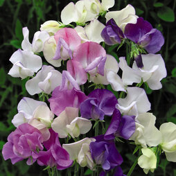 Sweet Pea 'Scent Infusion' - Seeds