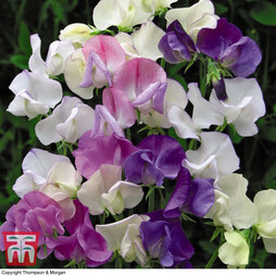 Sweet Pea 'Scent Infusion' - Seeds