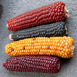 Zea mays 'Baby Fingers Mixed' (Ornamental) - Seeds