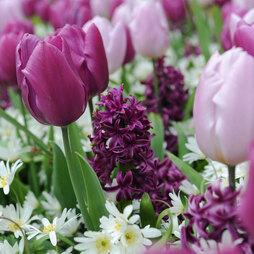 Tulip, Hyacinth & Anemone Mix