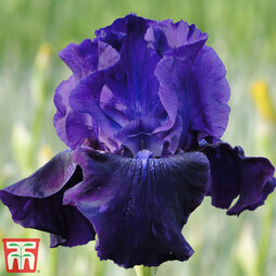 Iris 'Rosalie Figge' (Re-Blooming)
