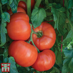 Tomato 'Burlesque' F1 Hybrid - Seeds