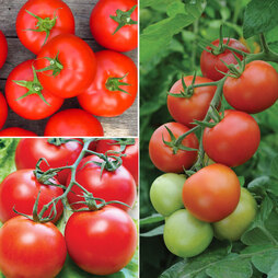 Tomato Gardeners Favourite Collection (Grafted)