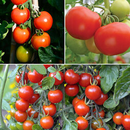 Tomato Grow Bag Collection