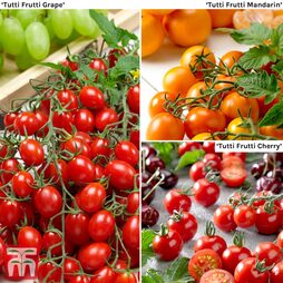 Tomato 'Tutti Frutti Collection'