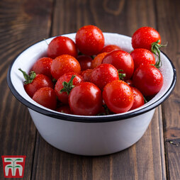 Tomato 'Veranda Red' F1 Hybrid - Seeds