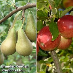Fruit Tree Orchard Duo