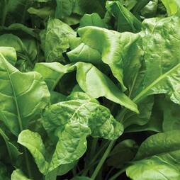 Spinach 'Perpetual' - Start-A-Garden? Seed Range