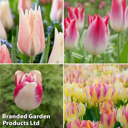 Tulip 'Colour Changing Collection'
