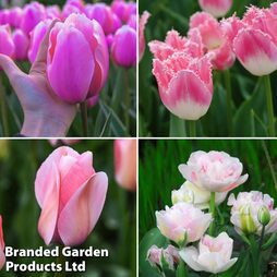 Tulip 'Pretty in Pink Collection'