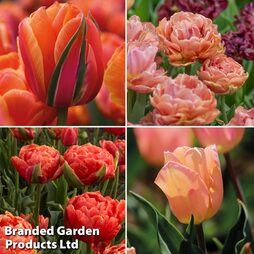 Tulip 'Apricot Shades Collection'