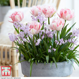 Plant-O-Mat Bulbs Tulip 'Foxtrot' and Chionodoxa 'Pink Giant'