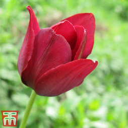 Tulip 'Couleur Cardinal'