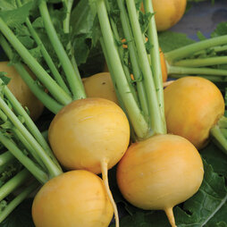 Turnip 'Golden Ball' - Seeds