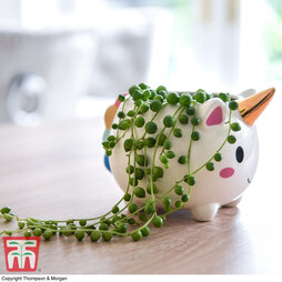 Unicorn Pot with Senecio 'String of Pearls' Plant - Gift