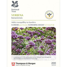 Verbena bonariensis (National Trust)