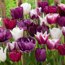 Tulip 'Purple Passion Blend'