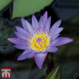 Water Lily (Blue)