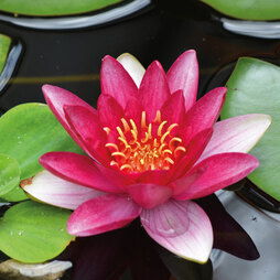 Water Lily (Red)