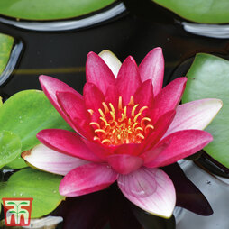 Water Lily (Red)